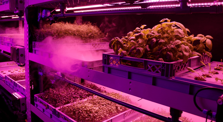 aeroponics